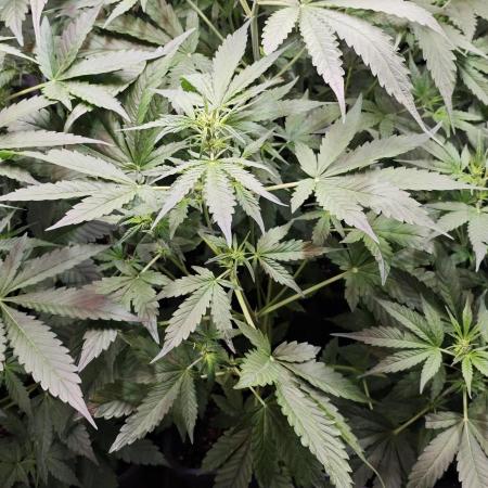 Königlicher CBD Grow