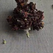 CBD CBD CBD