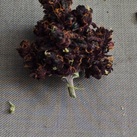 CBD CBD CBD