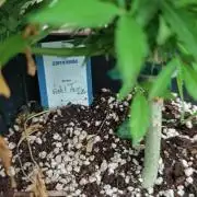 Lila Laune Grow (Sidegrow 2)