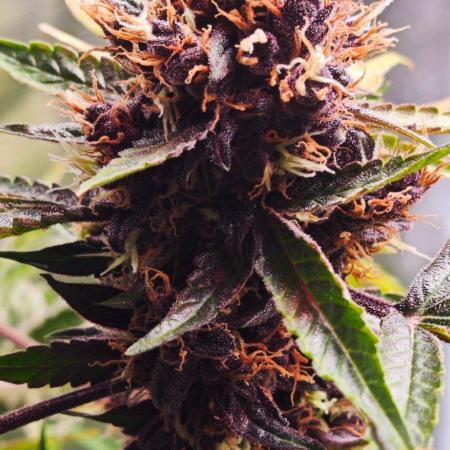 Königlicher CBD Grow