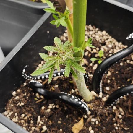 Survivors of Order 66, Bananakin