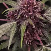 CBD CBD CBD