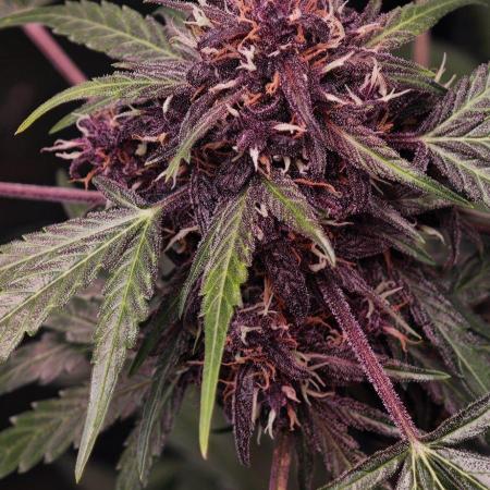 CBD CBD CBD