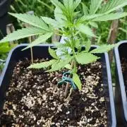 Cherry Pie Sidegrow