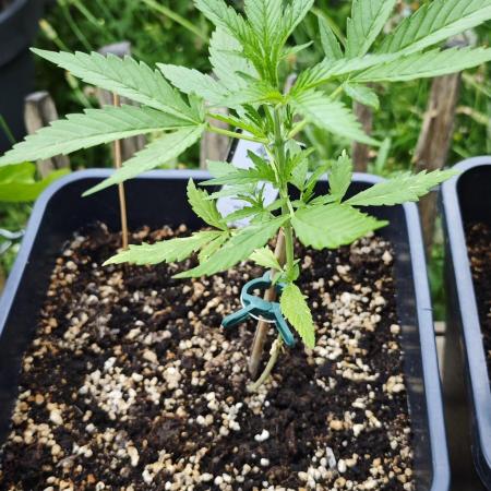 Cherry Pie Sidegrow