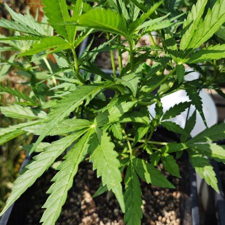 Lila Laune Grow (Sidegrow 2)