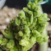 Cherry Pie Sidegrow