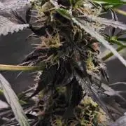 Königlicher CBD Grow