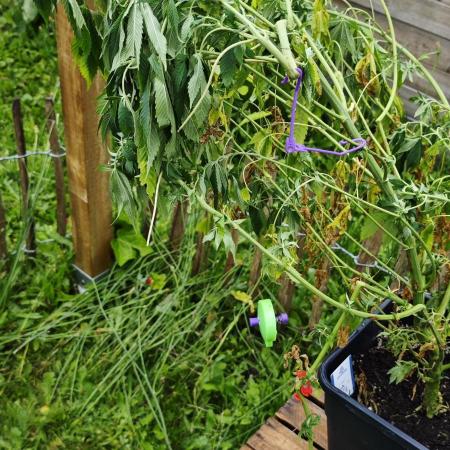 Primavera di ciliegia e nera, Inizia due
