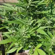 Cherry Pie Sidegrow