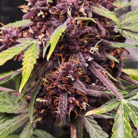 CBD CBD CBD