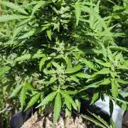 Cherry Pie Sidegrow
