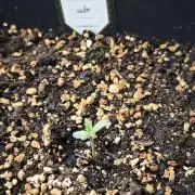 Cherry Pie Sidegrow