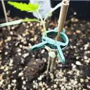 Cherry Pie Sidegrow