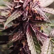 Königlicher CBD Grow