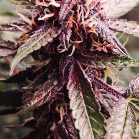 Königlicher CBD Grow