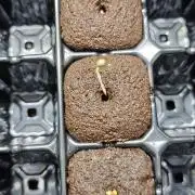 Zamnesia Sponsored Grow