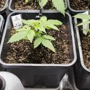 Königlicher CBD Grow