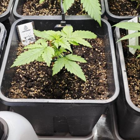 Königlicher CBD Grow
