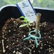 Lila Laune Grow (Sidegrow 2)