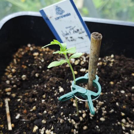 Lila Laune Grow (Sidegrow 2)