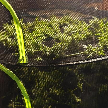 Bananakin Skywalker, 1 of 500 in Europe