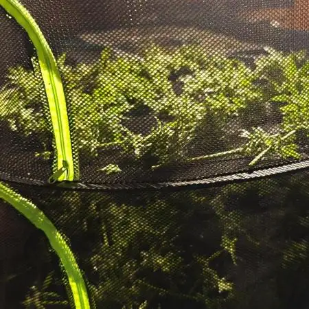 Bananakin Skywalker, 1 of 500 in Europe