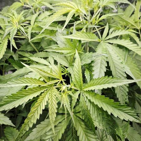 Königlicher CBD Grow