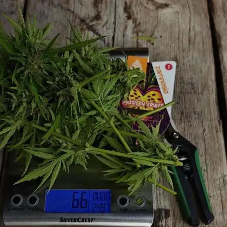 Passion Side Grow