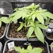 CBD CBD CBD