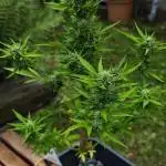 Passion Side Grow