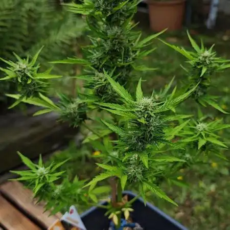 Passion Side Grow