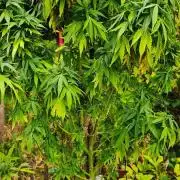 Primavera di ciliegia e nera, Inizia due