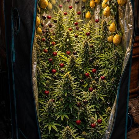 Primavera di ciliegia e nera, Inizia due