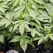 CBD CBD CBD
