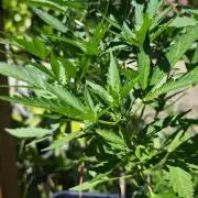 Cherry Pie Sidegrow