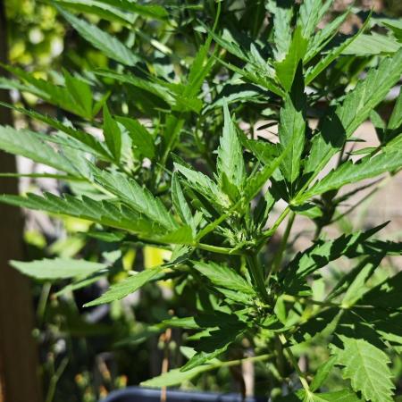 Cherry Pie Sidegrow
