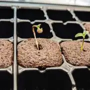Zamnesia Sponsored Grow