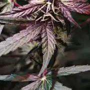 Königlicher CBD Grow