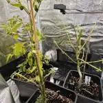 Survivors of Order 66, The Fallen Order