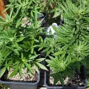 Lila Laune Grow (Sidegrow 2)