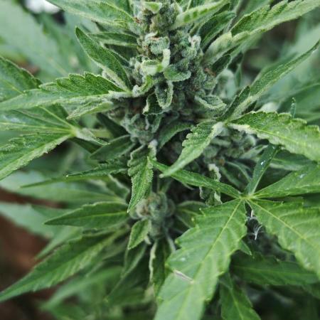 Cherry Pie Sidegrow