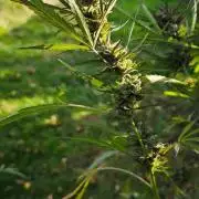 CBD CBD CBD