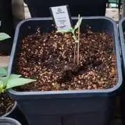 Cherry Pie Sidegrow