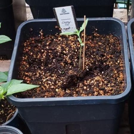 Cherry Pie Sidegrow