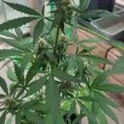 Königlicher CBD Grow
