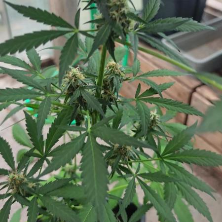 Königlicher CBD Grow