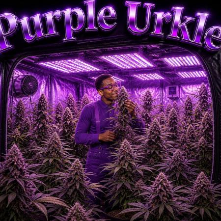 Lila Laune Grow (Sidegrow 2)
