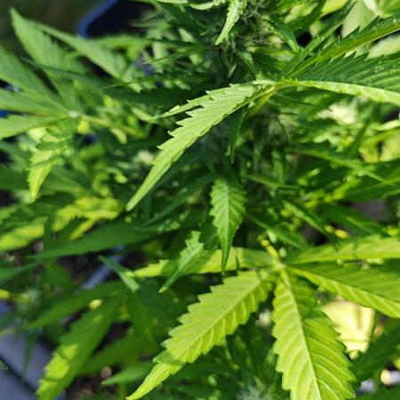 Passion Side Grow